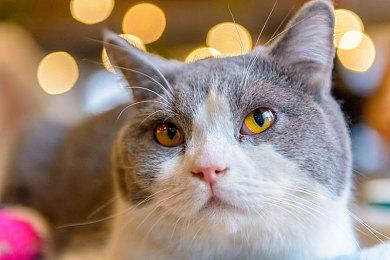 《艾尔登法环》新补丁没有解决卡顿问题 玩家还需等待